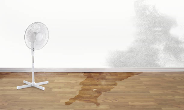 Best Carpet water damage restoration  in Owensboro, KY